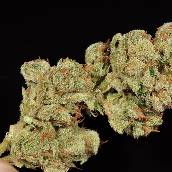 Buy Skywalker OG online (One pound) - Cannabis Exotic Shop